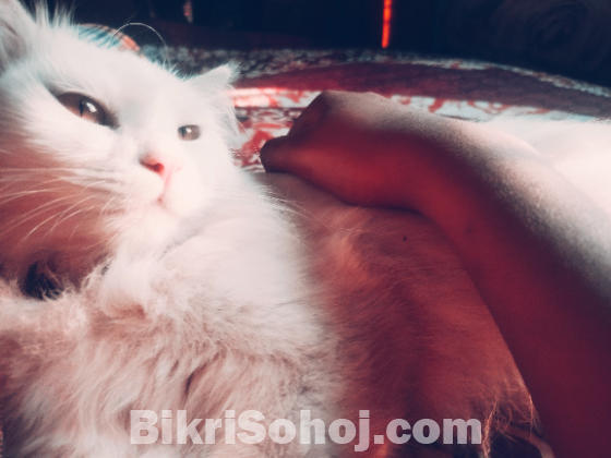 Punch face pure Persian adult female cat long coat